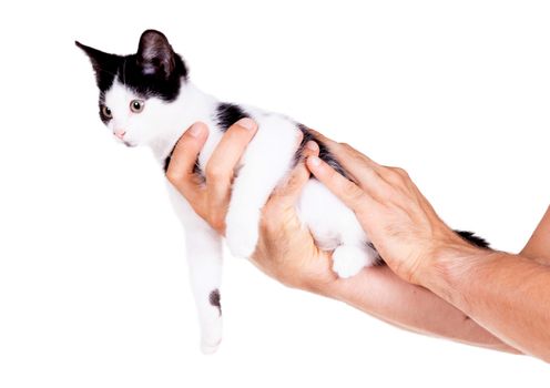 Black and white kitten in the hands of an adult man, isolated