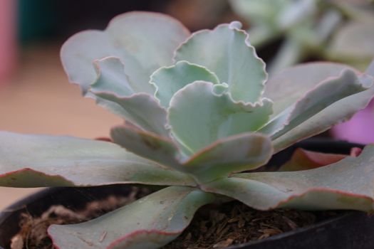 Echeveria 'Crinoline Ruffles' is a gorgeous succulent that has green rosettes with ruffled pink edges. This plant is drought tolerant and is a type of tender soft succulent. Not frost tolerant.