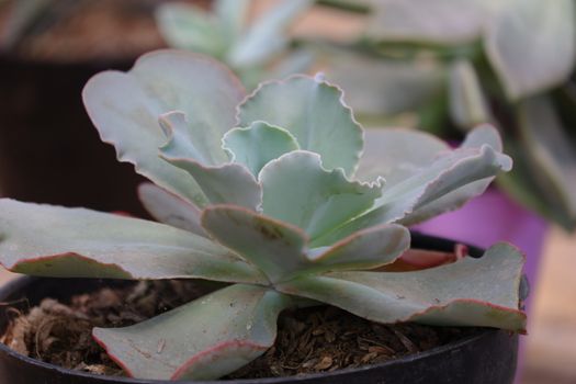 Echeveria 'Crinoline Ruffles' is a gorgeous succulent that has green rosettes with ruffled pink edges. This plant is drought tolerant and is a type of tender soft succulent. Not frost tolerant.