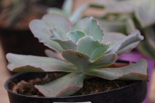 Echeveria 'Crinoline Ruffles' is a gorgeous succulent that has green rosettes with ruffled pink edges. This plant is drought tolerant and is a type of tender soft succulent. Not frost tolerant.