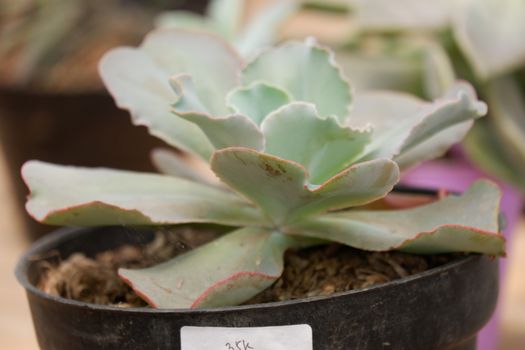 Echeveria 'Crinoline Ruffles' is a gorgeous succulent that has green rosettes with ruffled pink edges. This plant is drought tolerant and is a type of tender soft succulent. Not frost tolerant.