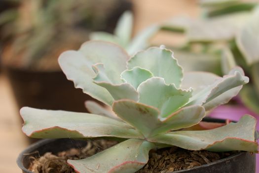 Echeveria 'Crinoline Ruffles' is a gorgeous succulent that has green rosettes with ruffled pink edges. This plant is drought tolerant and is a type of tender soft succulent. Not frost tolerant.