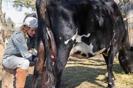 rural working woman milking the cows