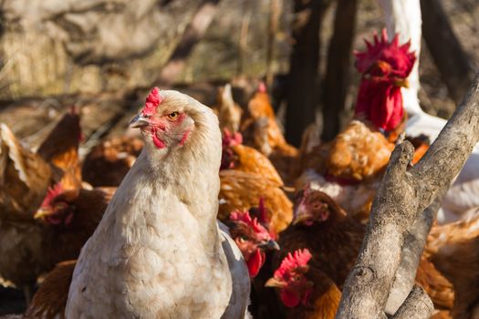 white brahma hen with feathers on the feet in the henhouse