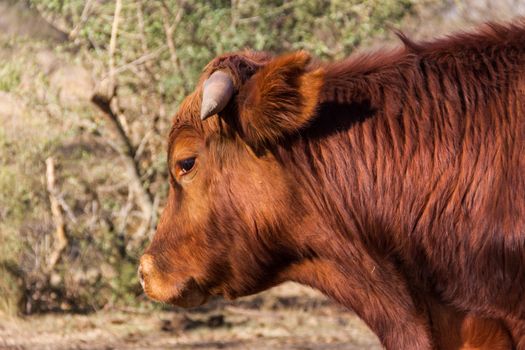 brangus cows and calves in the Argentine countryside