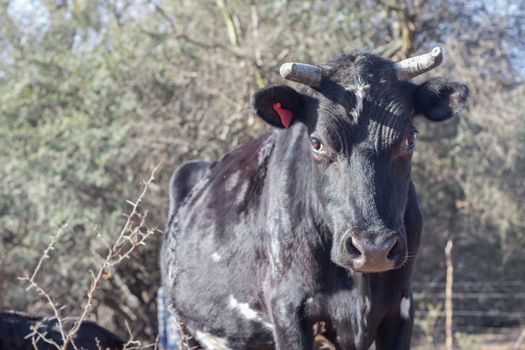 brangus cows and calves in the Argentine countryside