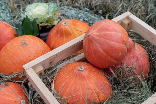 Harvest festival, bright orange pumpkins lie in a wooden box on the hay. Nature vegetable food agriculture harvest season. Thanksgiving, Halloween and autumn holiday concept
