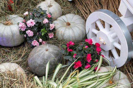 Harvest festival, pumpkins lie on the hay. Nature vegetable food agriculture harvest season. Thanksgiving, Halloween and autumn holiday concept