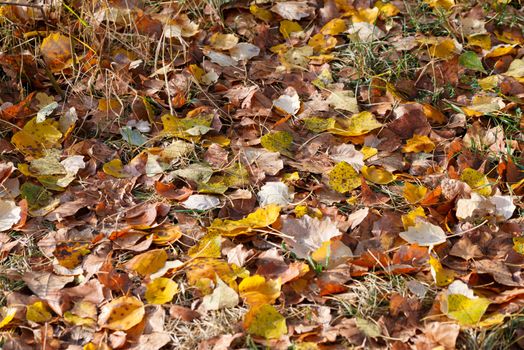 Colorful autumn leaves carpet under the soft october sun