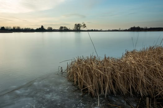 Dry reeds in a frozen lake, evening winter view