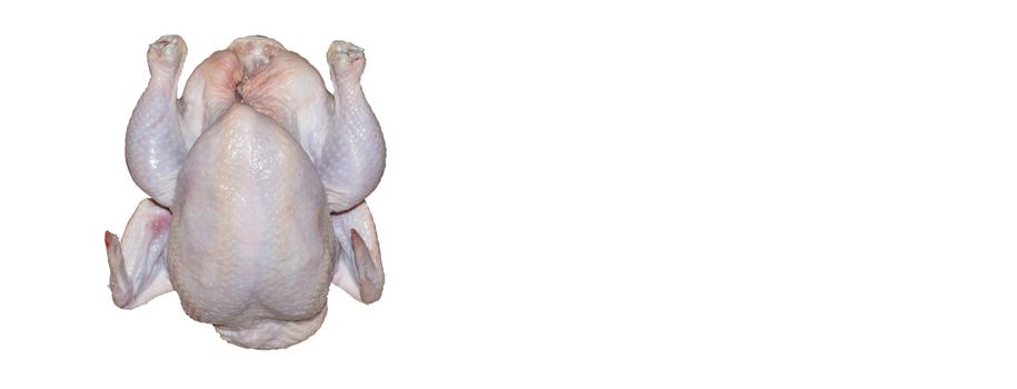 A top close-up shot of a whole chicken on white background with copy space. Panorama size. Isolated.