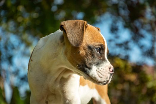 Young boxer dog looking sideways, view on a sunny day