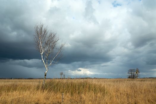 Leafless birch in dry meadows and storm clouds, spring view