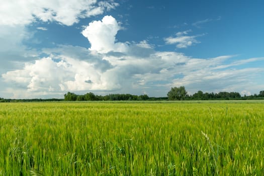 Green barley field and white clouds on blue sky, summer day