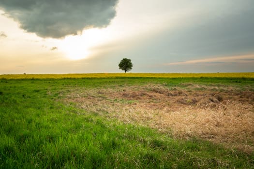 Dry grasses in a green meadow, a tree in the middle of the horizon and the sun behind the clouds, spring view
