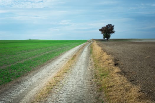 Dirt road through fields and lonely tree, October view