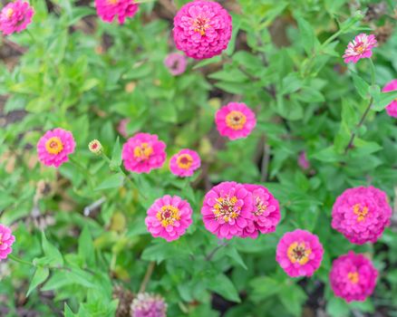 Vigorous magenta purple blooming zinnia bush at flower bed in community garden near Dallas, Texas, America. Zinnia is a genus of plants of sunflower tribe within daisy family