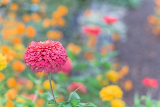 Selective focus on single purple zinnia bush with defocused colorful multicolored background. Vigorous flower bed at community garden near Dallas, Texas, America