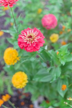 Selective focus on single purple zinnia bush with defocused colorful multicolored background. Vigorous flower bed at community garden near Dallas, Texas, America