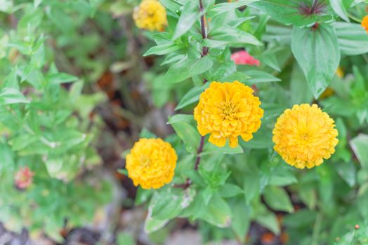 Yellow blooming zinnia bush at flower bed in community garden near Dallas, Texas, America. Zinnia is a genus of plants of sunflower tribe within daisy family