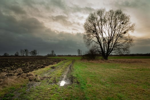 Rural road through fields and tree without leaves, dark clouds on the sky, spring view