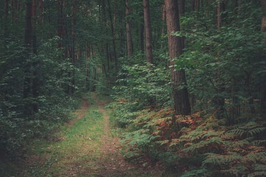 A path into a dark deciduous forest, summer view