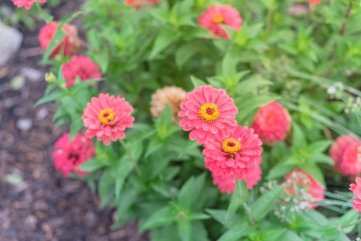 Pink blooming zinnia bush at flower bed in community garden near Dallas, Texas, America. Zinnia is a genus of plants of sunflower tribe within daisy family