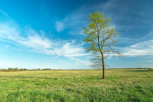 Lonely tree in a meadow and white clouds against the blue sky, spring view