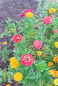 Top view blossom zinnia at multicolored flower bed in community garden near Dallas, Texas, America. Colorful yellow, red, pink, purple of zinnia is, a genus of plants of sunflower tribe within daisy family