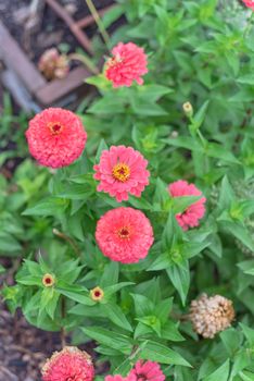 Pink blooming zinnia bush at flower bed in community garden near Dallas, Texas, America. Zinnia is a genus of plants of sunflower tribe within daisy family