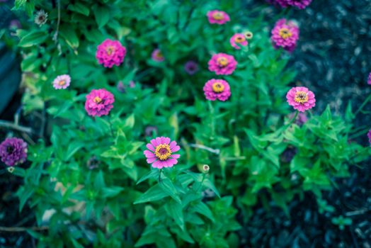 Vigorous magenta purple blooming zinnia bush at flower bed in community garden near Dallas, Texas, America. Zinnia is a genus of plants of sunflower tribe within daisy family