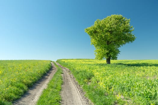 Dirt road through green fields and a large tree, summer view