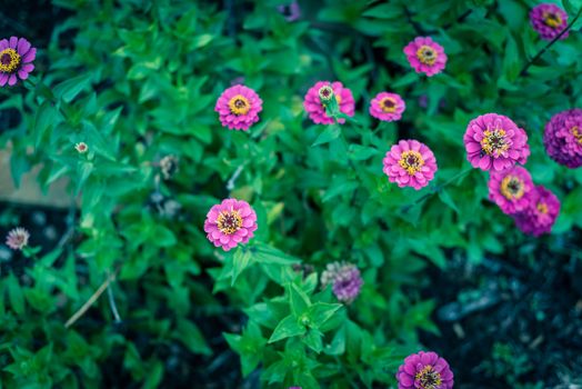 Vigorous magenta purple blooming zinnia bush at flower bed in community garden near Dallas, Texas, America. Zinnia is a genus of plants of sunflower tribe within daisy family