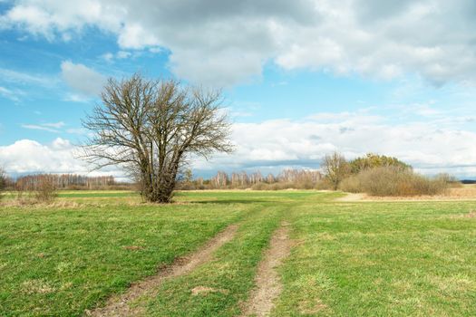 Tree without leaves and field road through the meadow, spring view