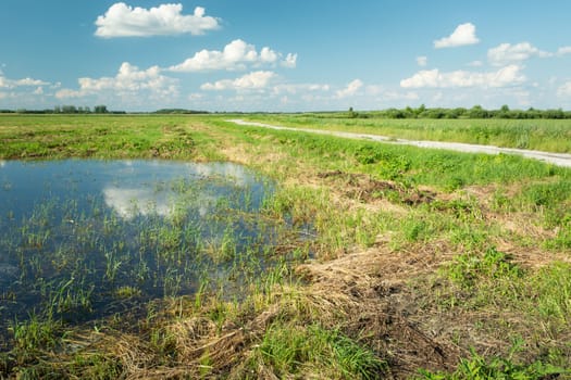 Water after rain on the meadow, summer view