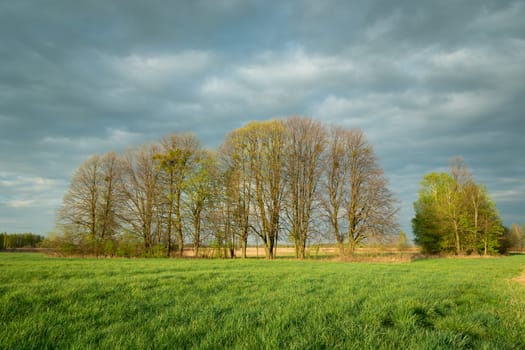 Spring trees on a green meadow and cloudy grey sky