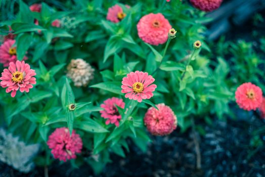 Pink blooming zinnia bush at flower bed in community garden near Dallas, Texas, America. Zinnia is a genus of plants of sunflower tribe within daisy family