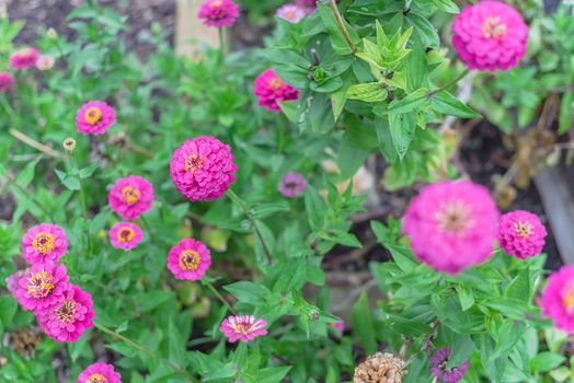 Vigorous magenta purple blooming zinnia bush at flower bed in community garden near Dallas, Texas, America. Zinnia is a genus of plants of sunflower tribe within daisy family