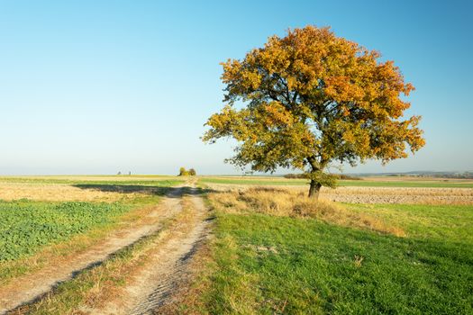 Coloured autumn tree on a dirt road, October view