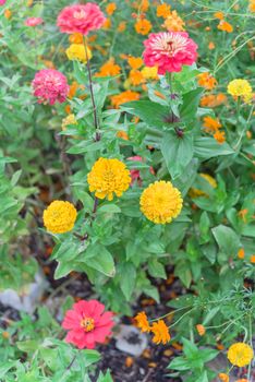 Top view blossom zinnia at multicolored flower bed in community garden near Dallas, Texas, America. Colorful yellow, red, pink, purple of zinnia is, a genus of plants of sunflower tribe within daisy family