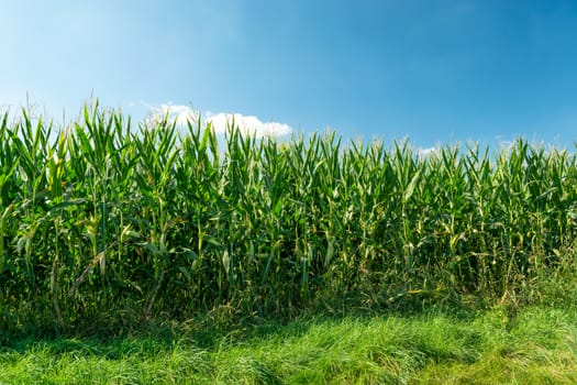 Green cornfield and blue sky, sunny summer day