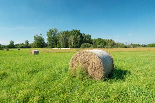 Hay bales on a green meadow, trees and blue sky, summer view