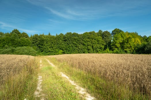 Rural road through fields with grain, green forest and blue sky, summer view