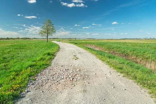 A wide gravel road and a lonely tree, spring sunny day