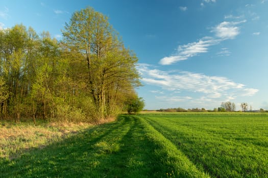The path by the forest and green field, white clouds on blue sky, spring view