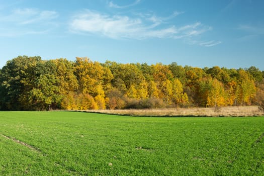 View of the autumn forest and green field, sunny October day