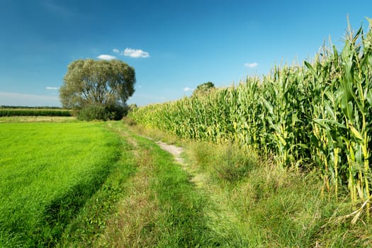 Rural road next to a cornfield, a big tree and a blue sky, summer view