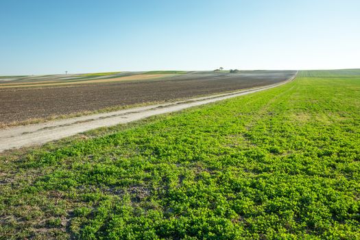 Green clover field, long dirt road and ploughed field, October view