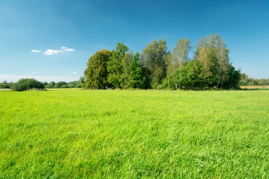 Green meadow, trees and blue sky, summer sunny day