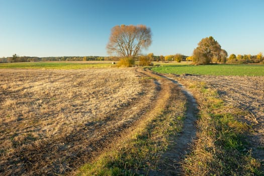 Rural road through meadows and fields, wood and blue sky, October view